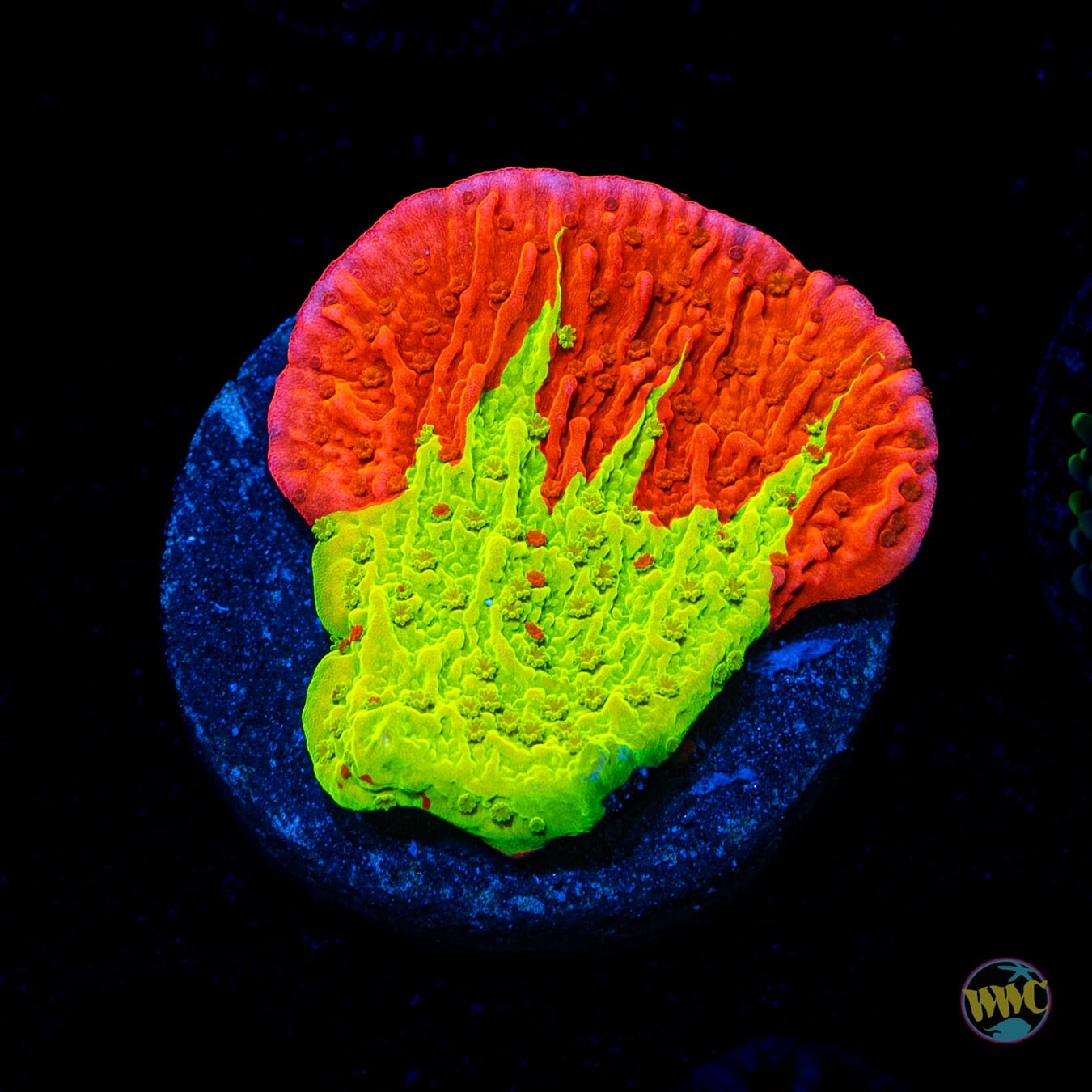 WWC Jaw Breaker Grafted Montipora