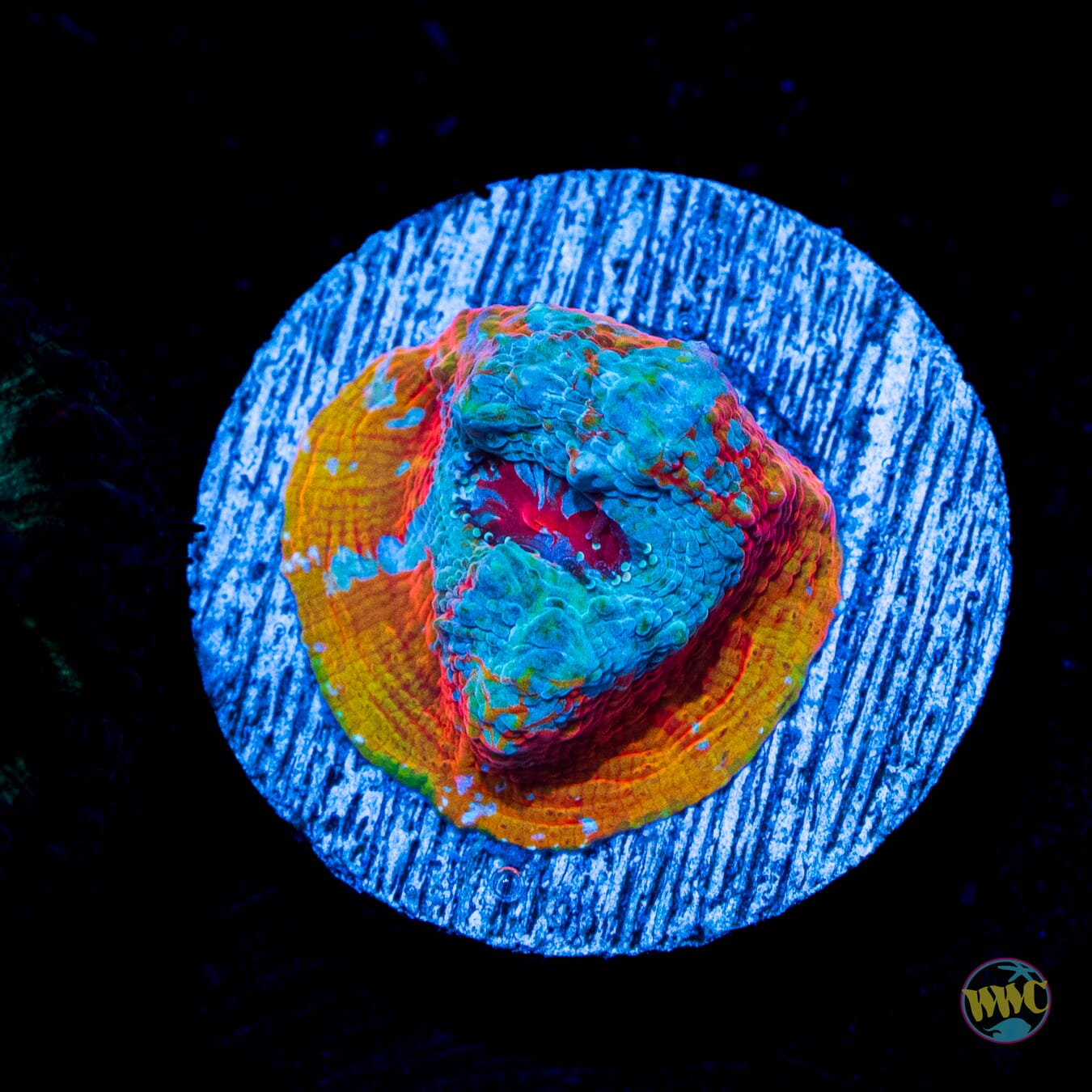 WWC Nacho Cheese Chalice