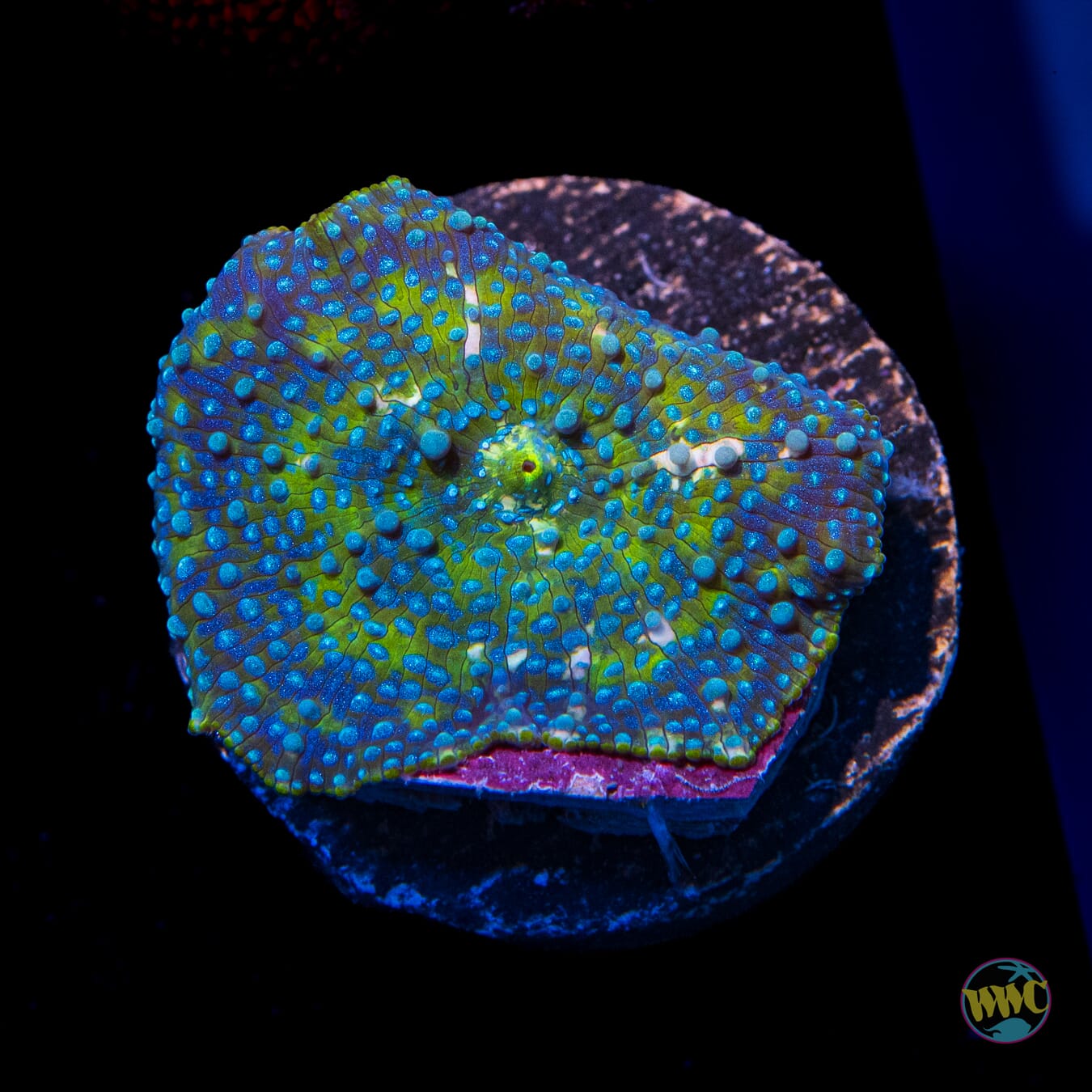 Lime Tree Disco Mushroom