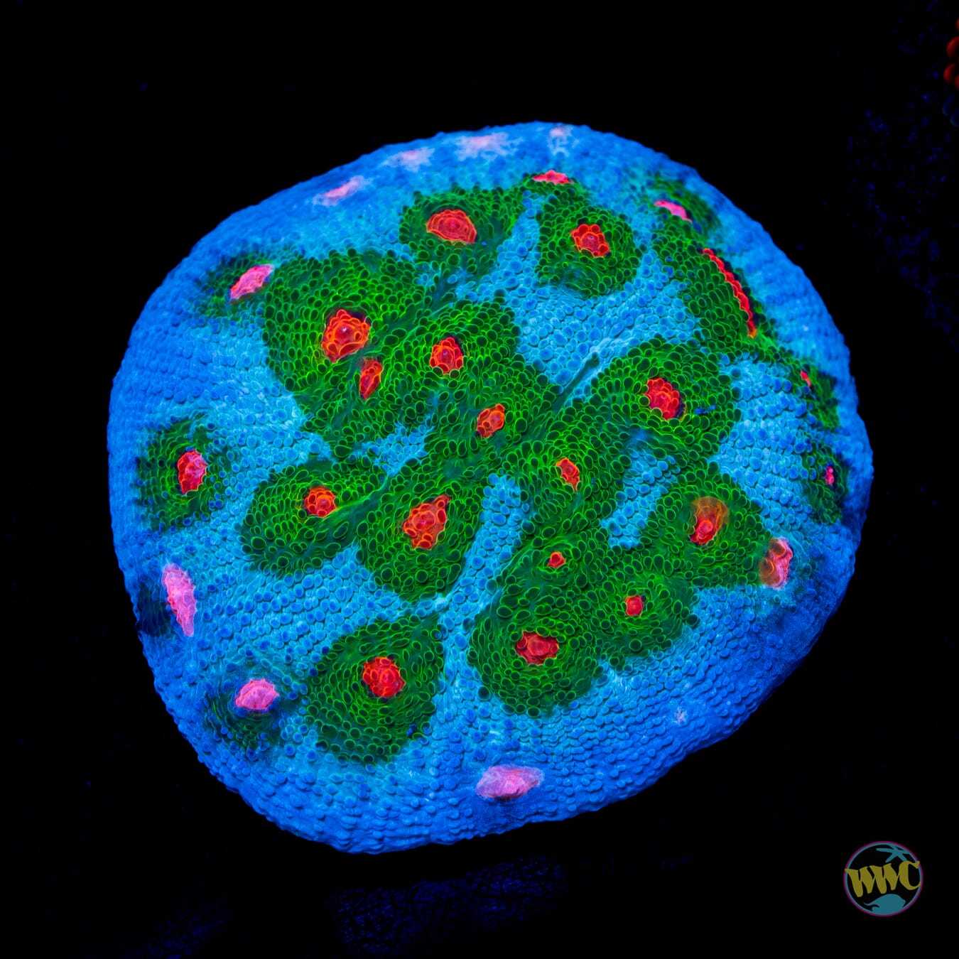 WWC Alien Agent Chalice