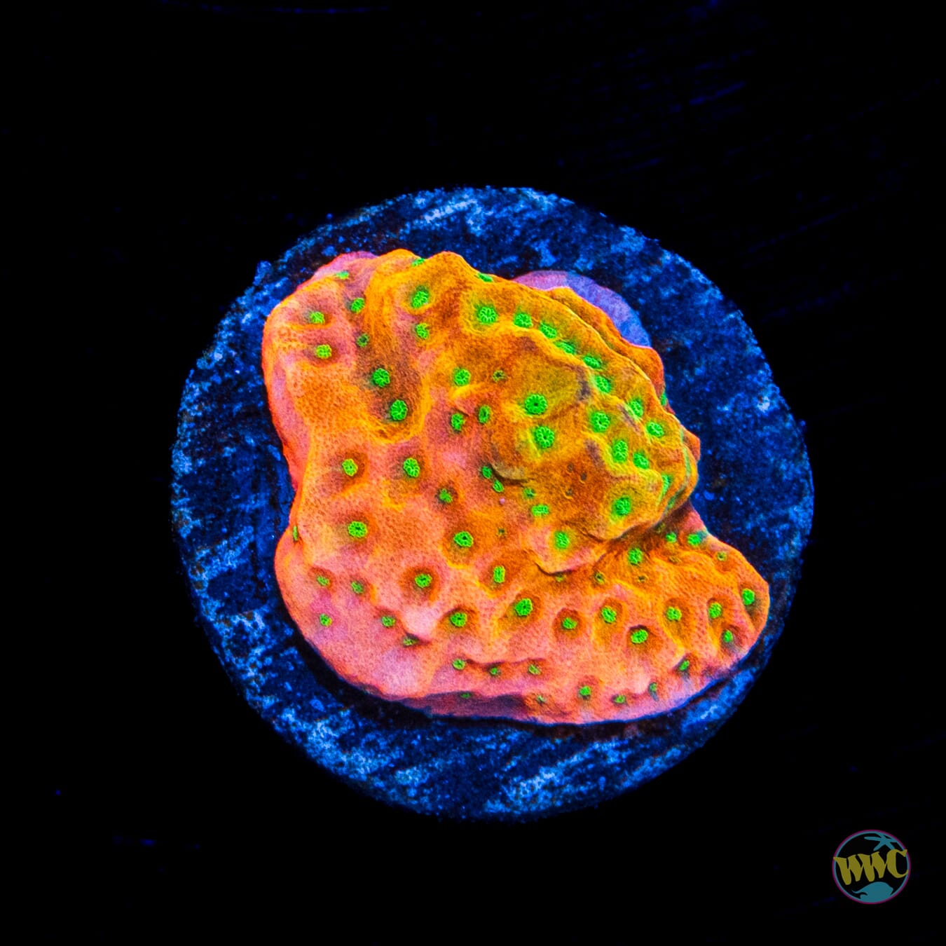 Sunset Imposter Montipora