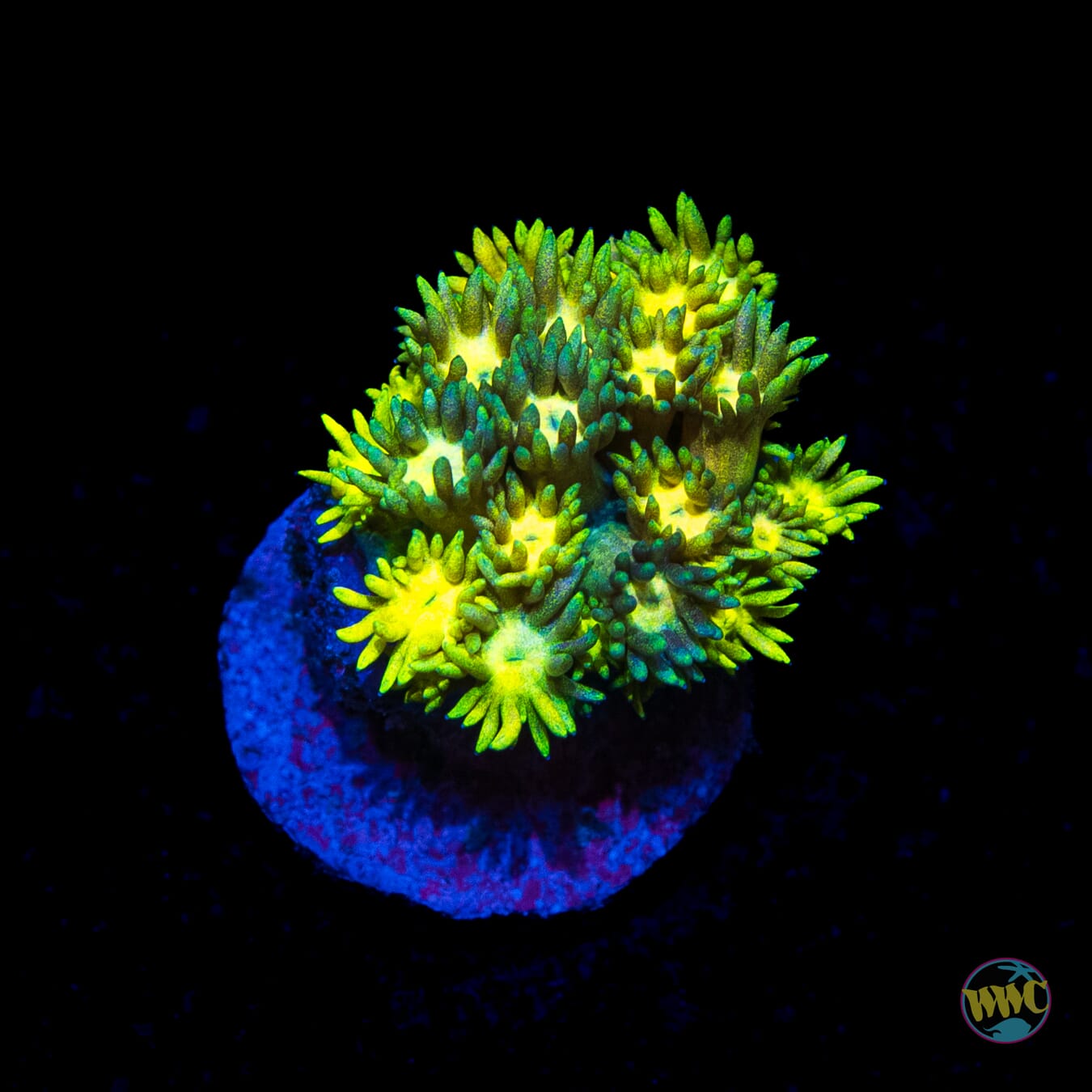 Electro Lemon Goniopora