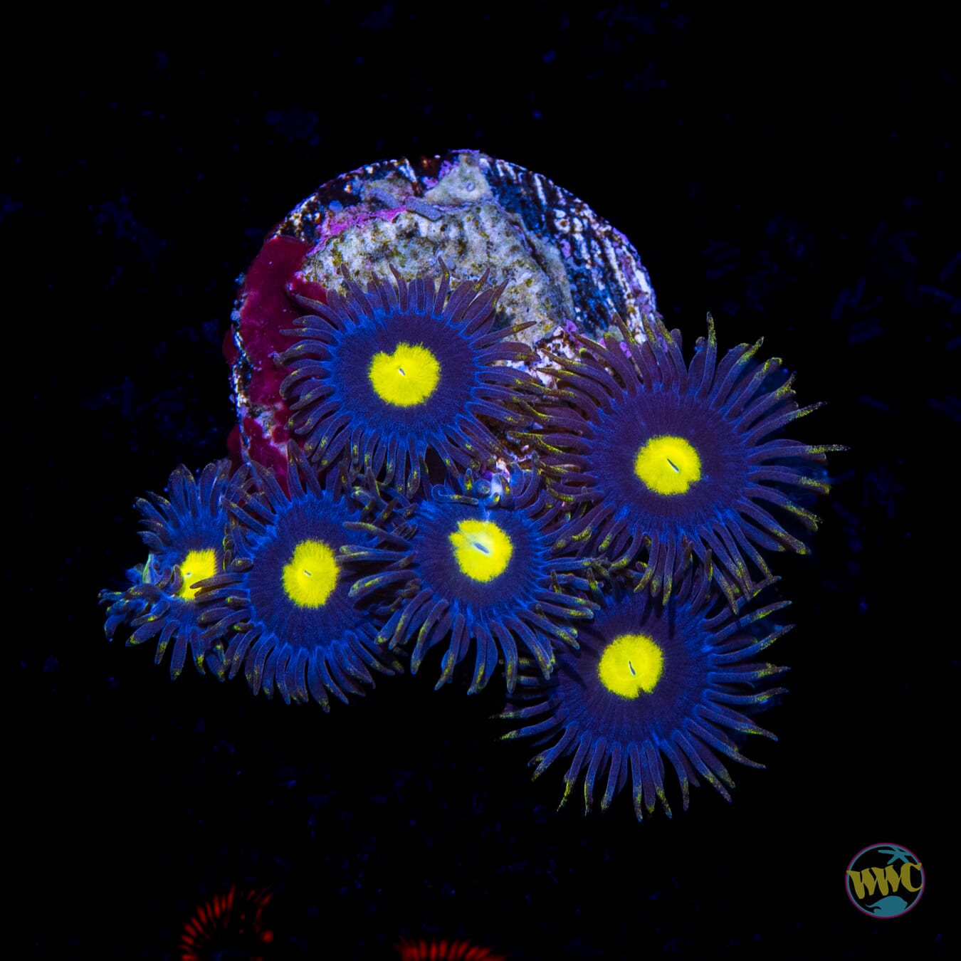 WWC Crown Royal Zoanthids