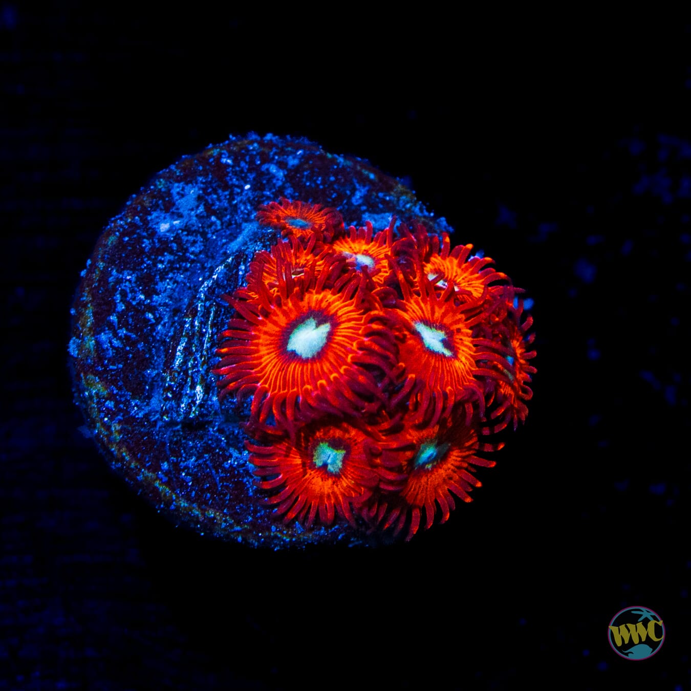 Charmander Zoanthids