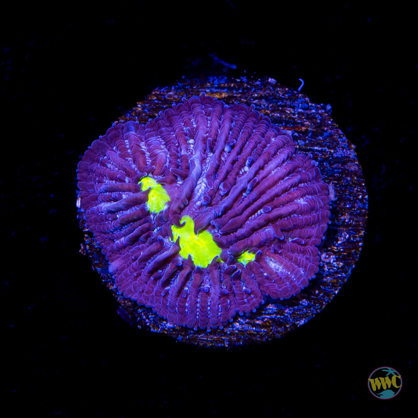 WWC Midnight Lovin Plate Coral