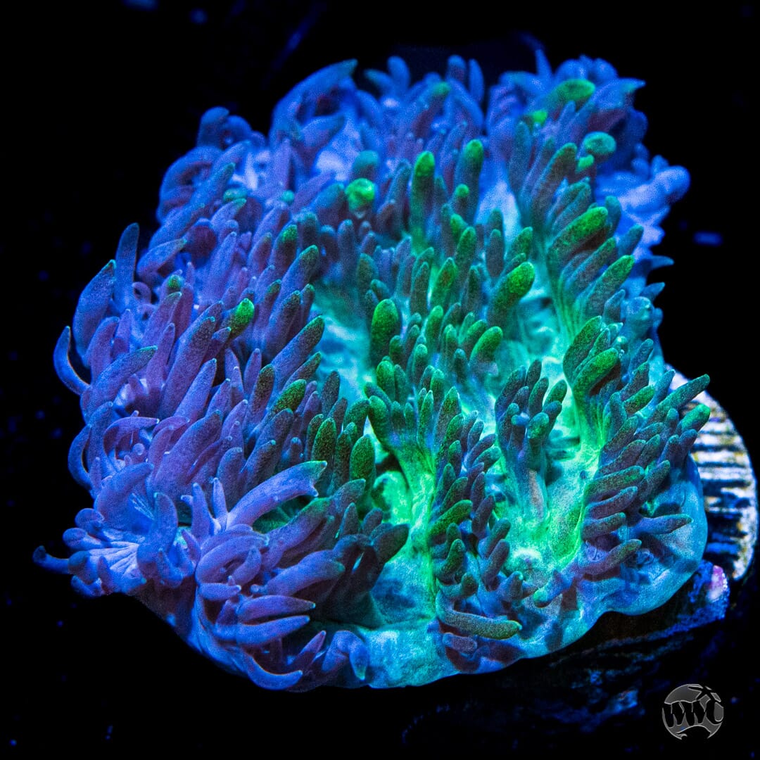 Blueberry Encrusting Hydnophora Coral