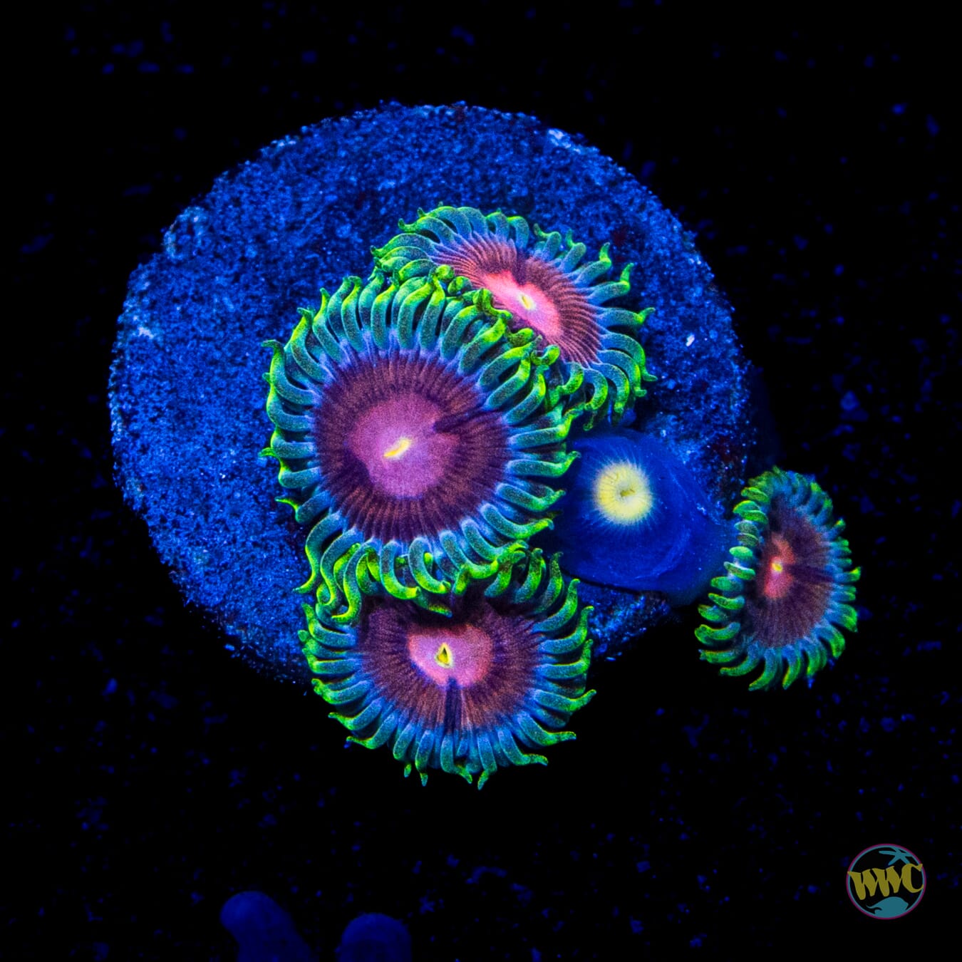 WWC Lucky Kentucky Zoanthids