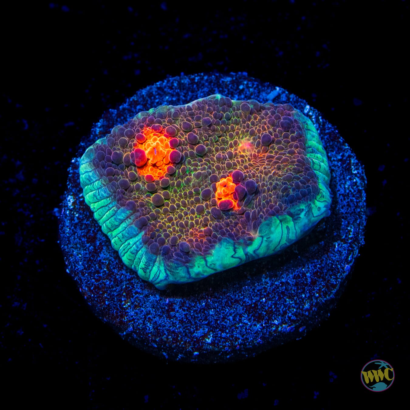 WWC Zombie Eye Chalice