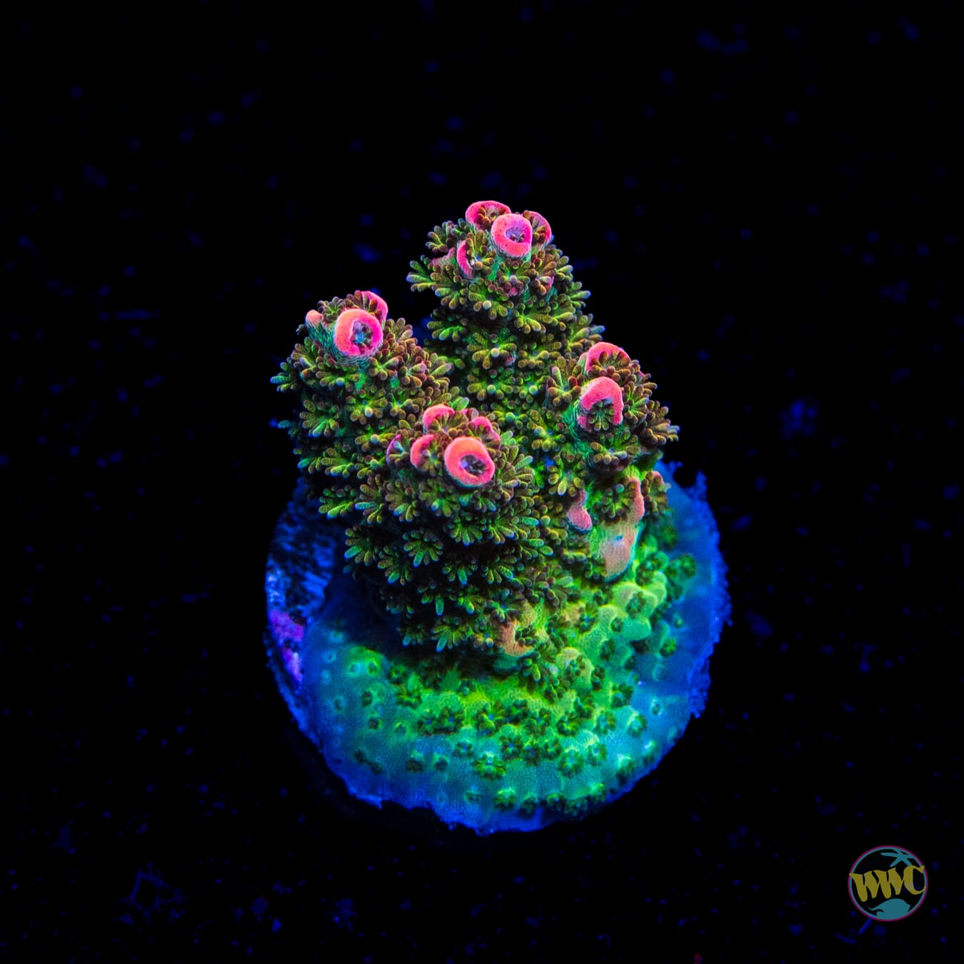 WWC Jello Shot Acropora