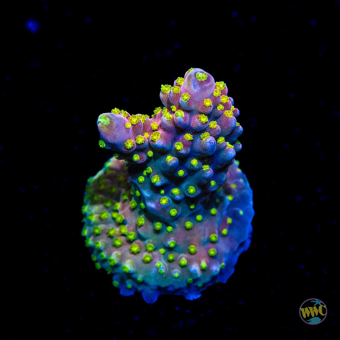 WWC Fruit Mix Acropora