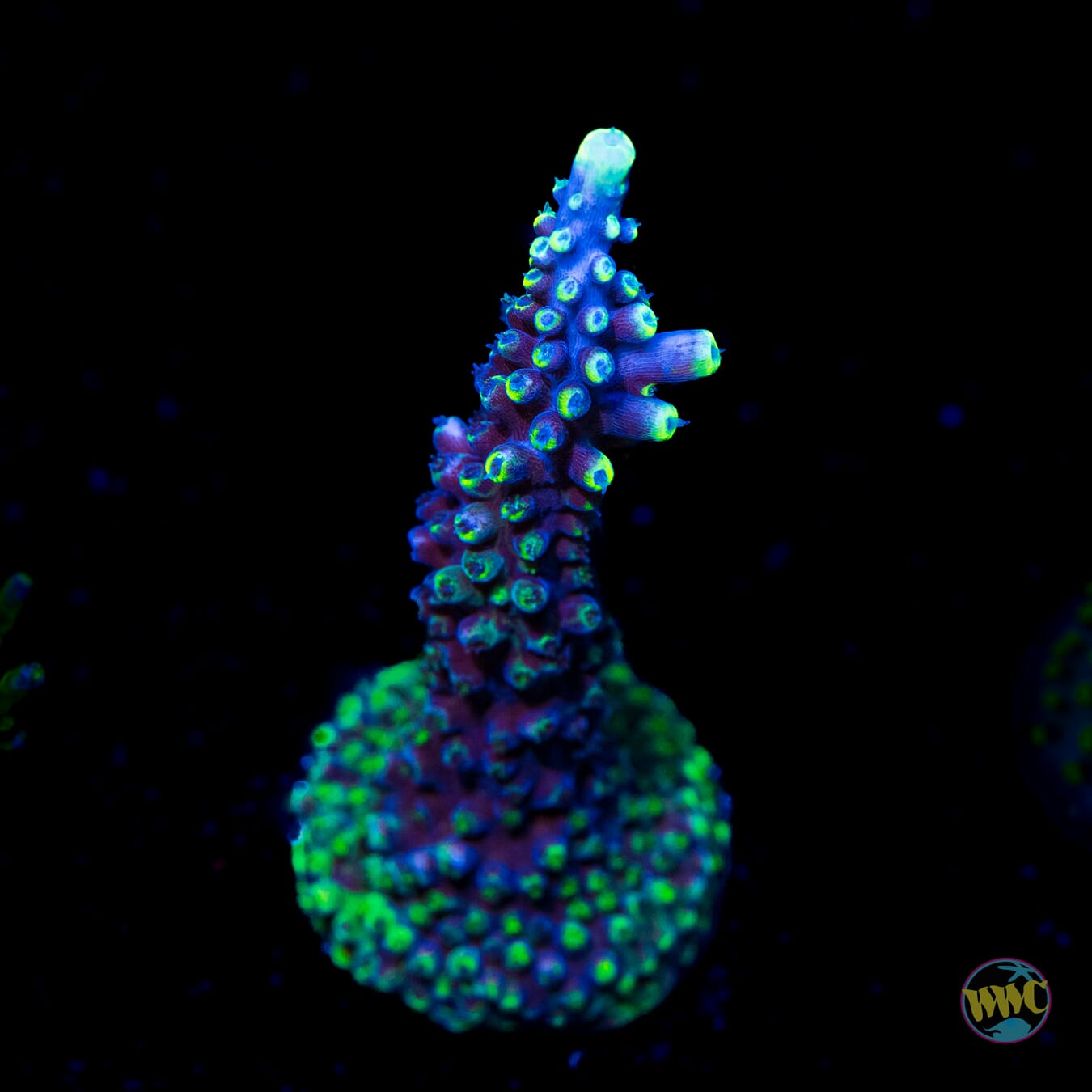 WWC Grafted Ultimate Stag Acropora