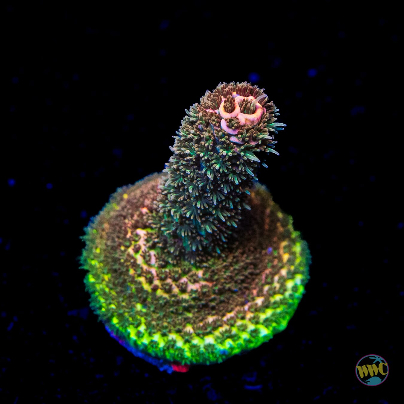 WWC Mille Cyrus Acropora
