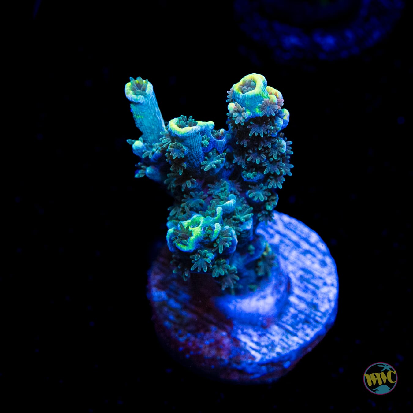 WWC Malibu Surfer Acropora