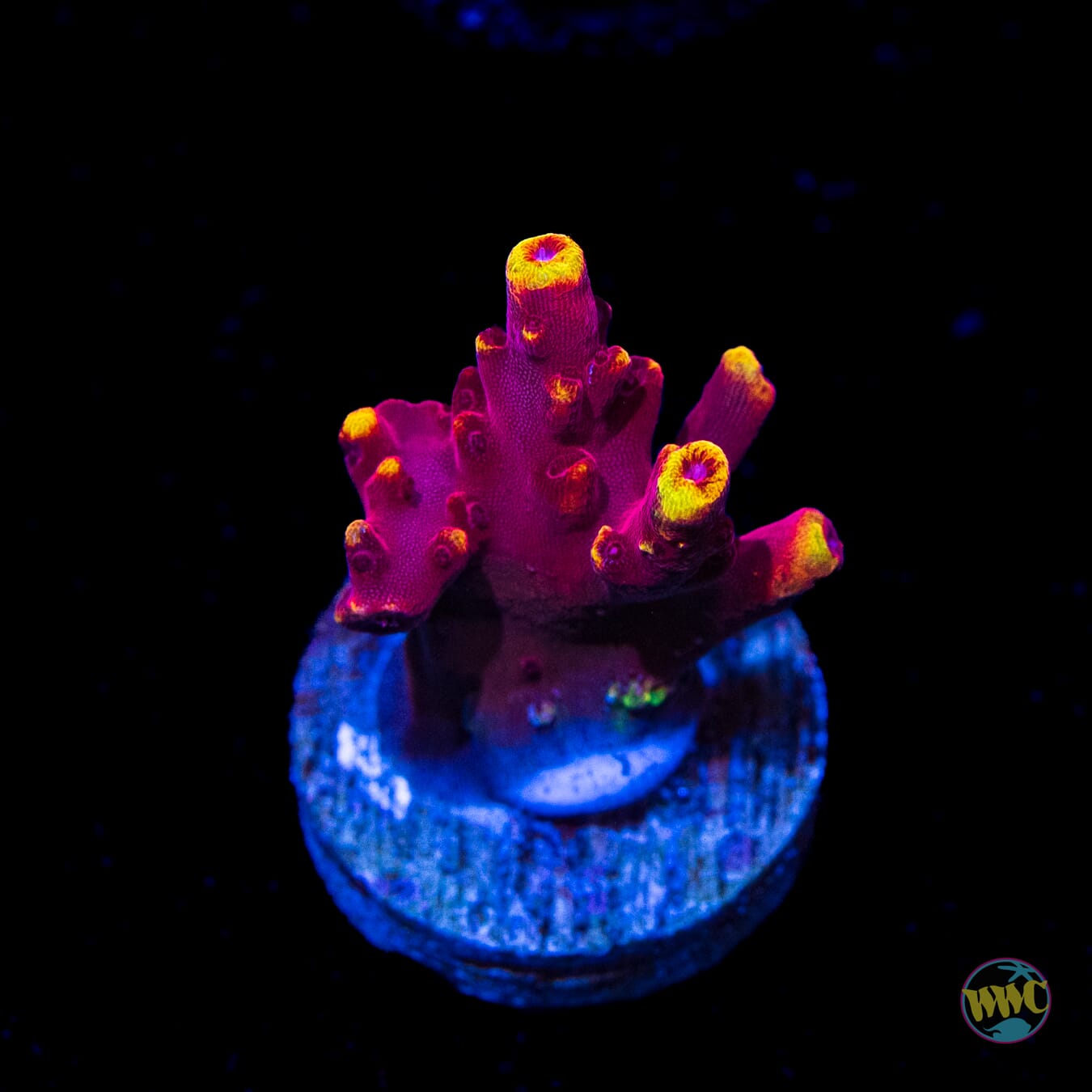 Jason Fox Fox Flame Acropora