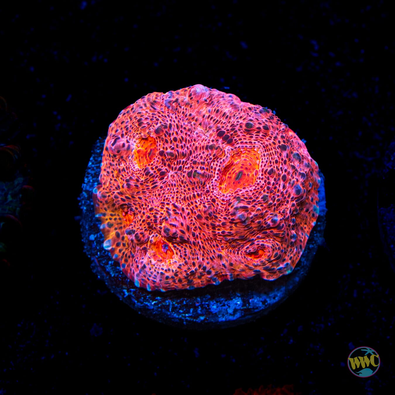 WWC Strawberry Fanta Chalice