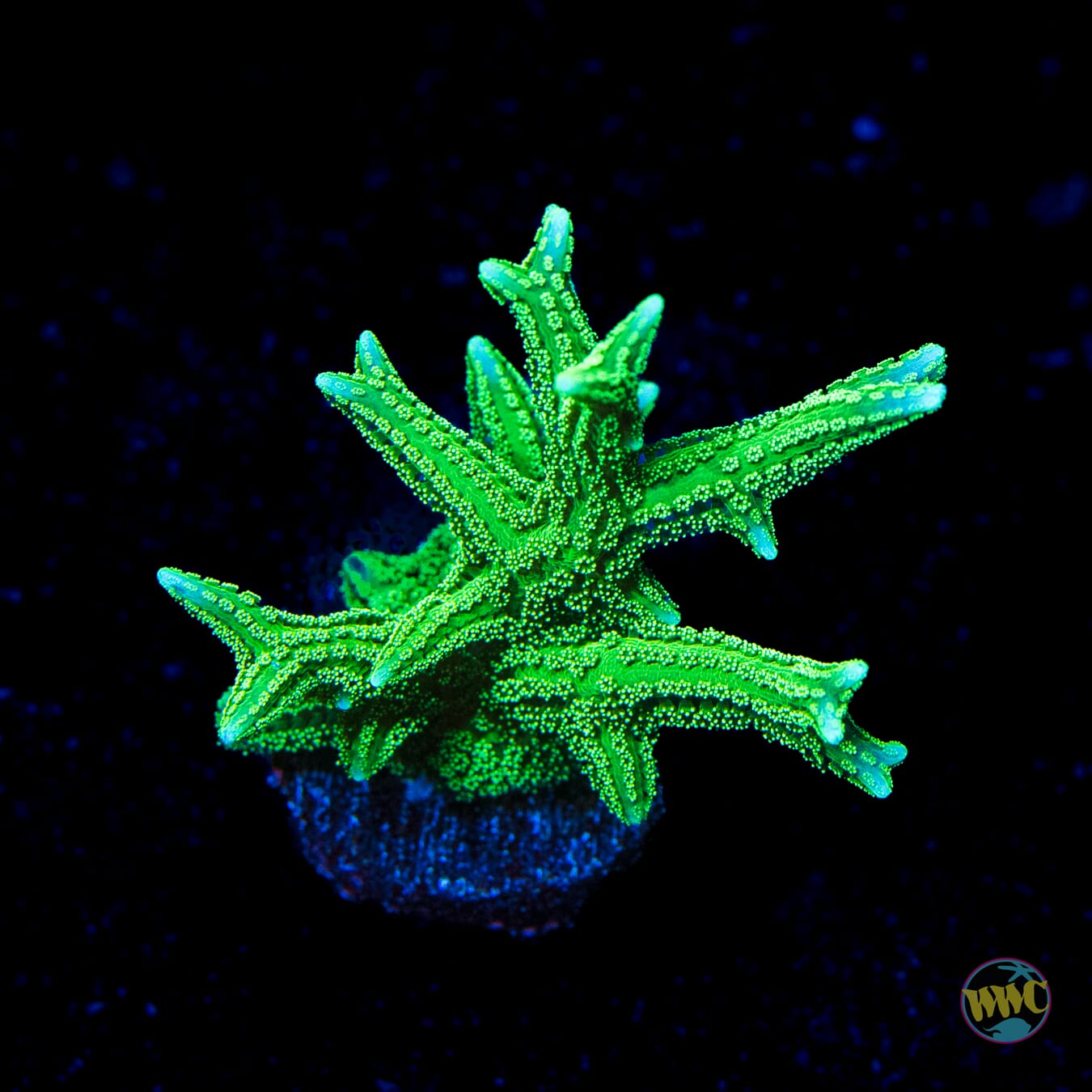 RW Jade Dragon Birdsnest