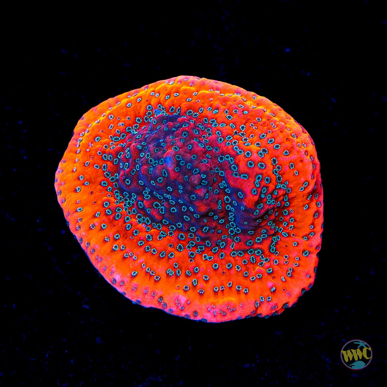 WWC Dragonfruit Montipora