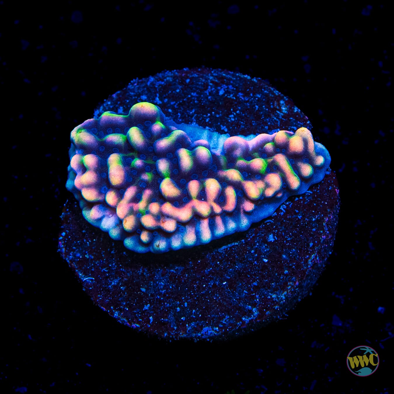 WWC Dark Portal Montipora
