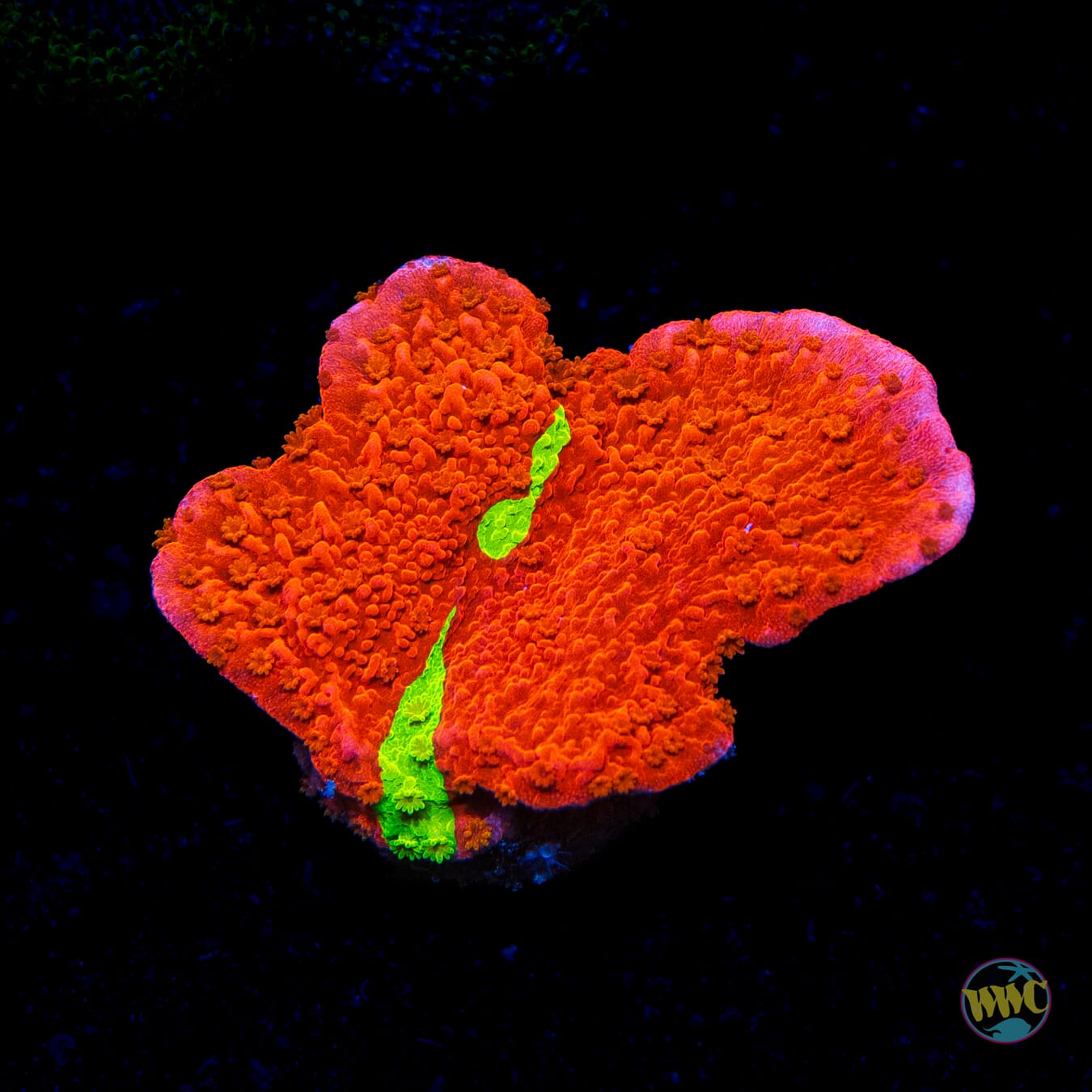 WWC Jaw Breaker Grafted Montipora