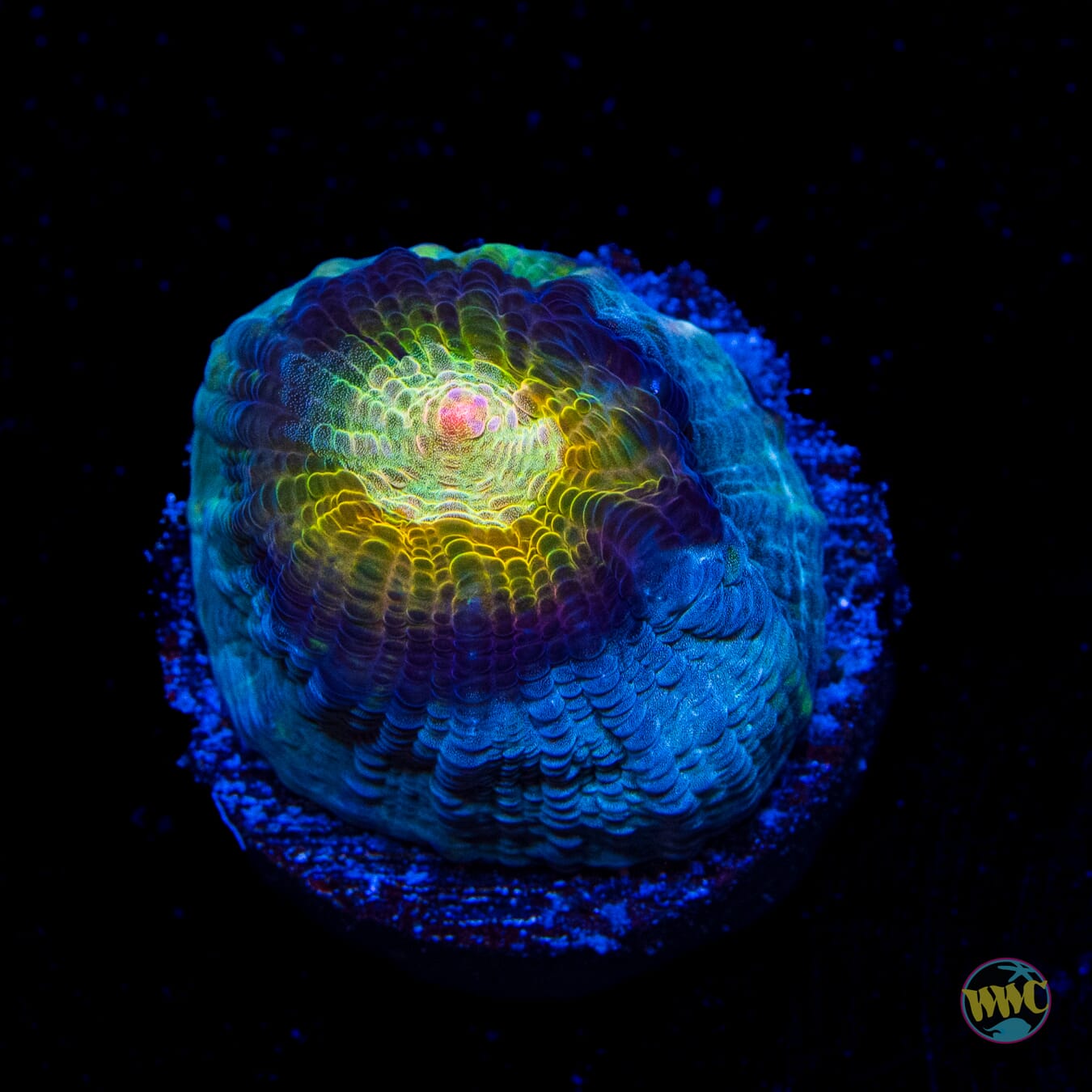 WWC Shattered Star Chalice