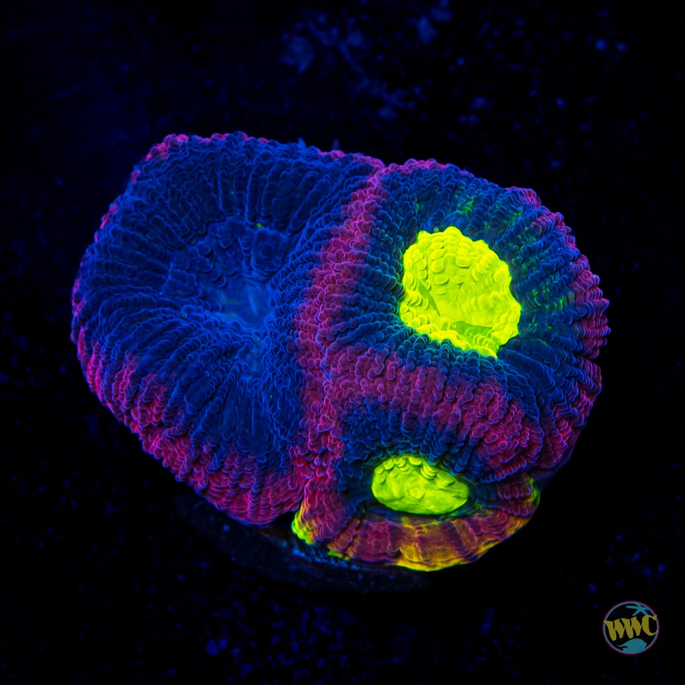 Grafted Dragon Soul Goniastrea