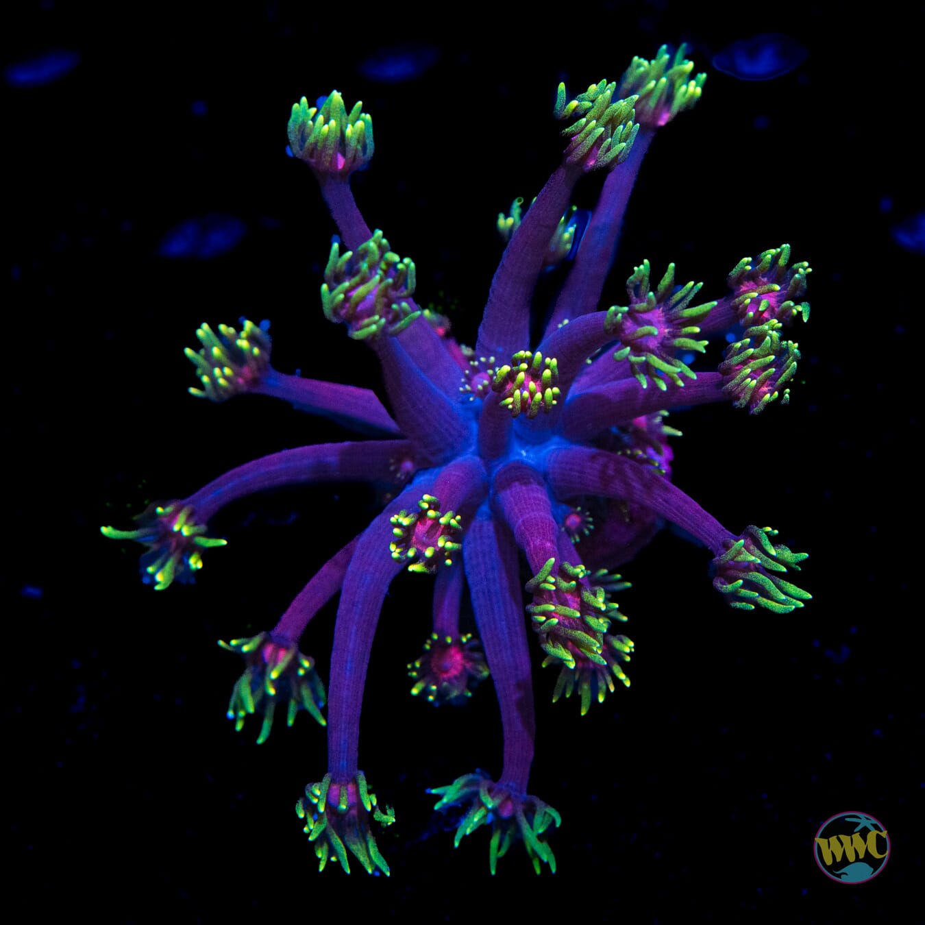 WWC Cosmos Goniopora