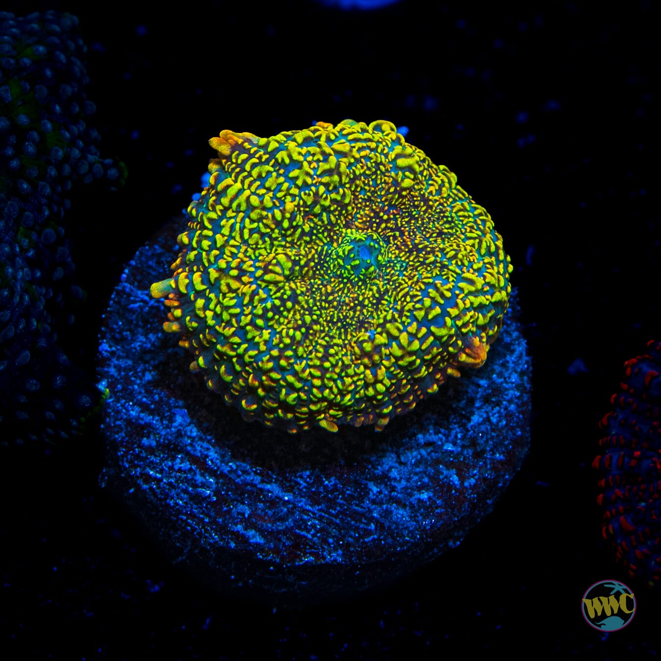 Maui Sunset Rhodactis Mushroom