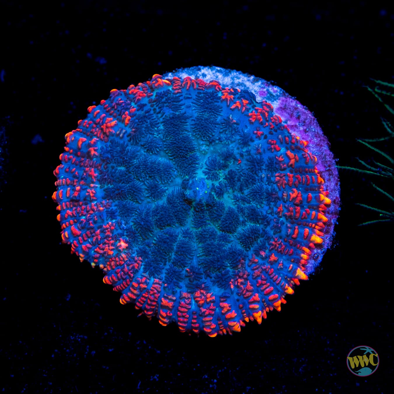 Ring of Fire Rhodactis Mushroom