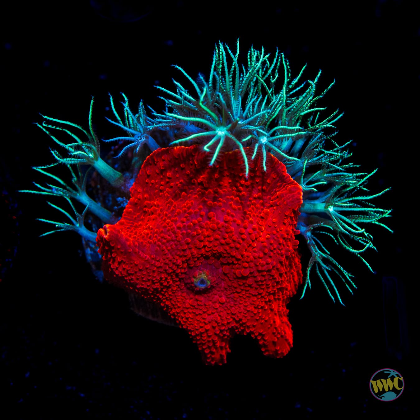 WWC Sizzling Star Polyp and Red Jaguar Disco Mushroom