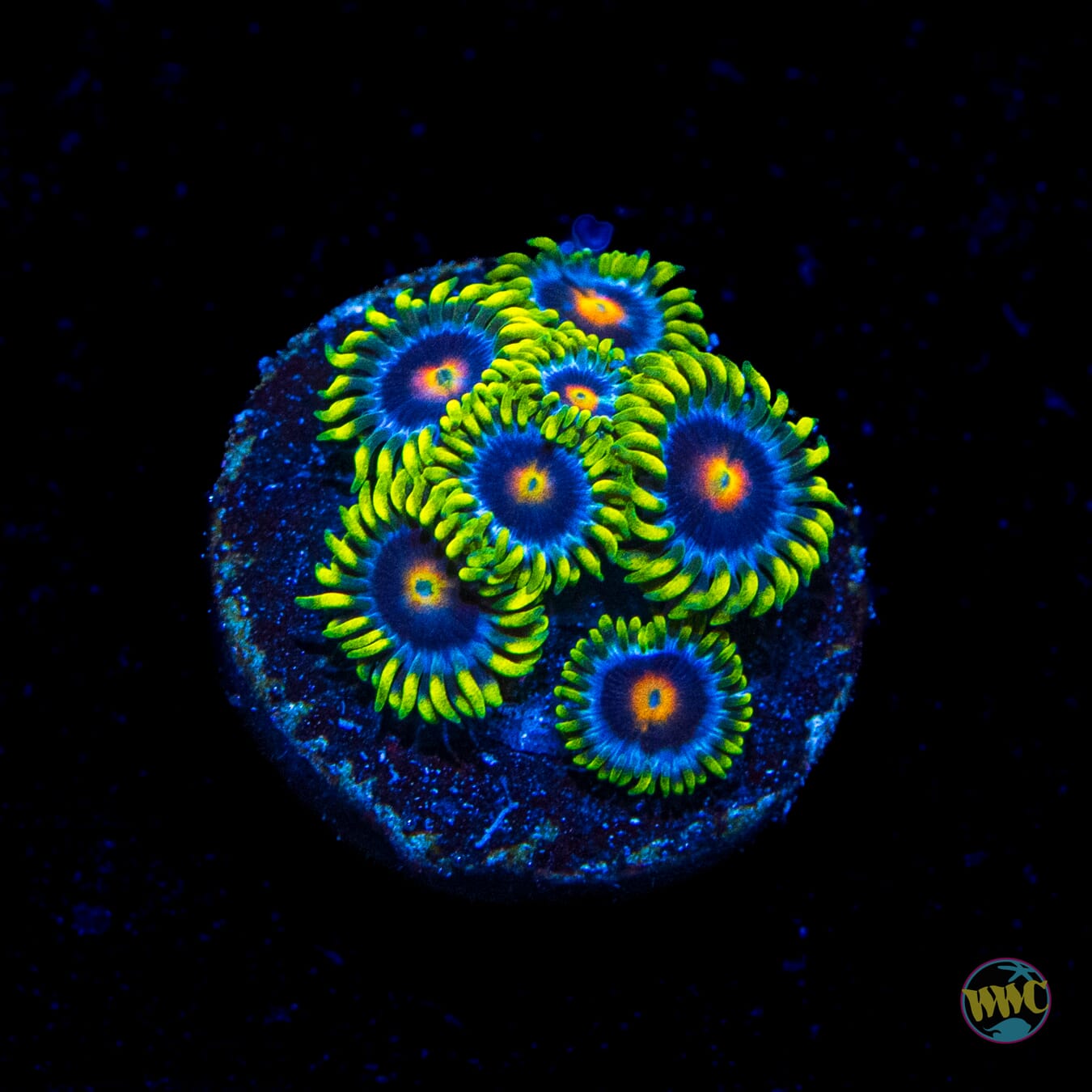 WWC Ultra Blowpop Zoanthids