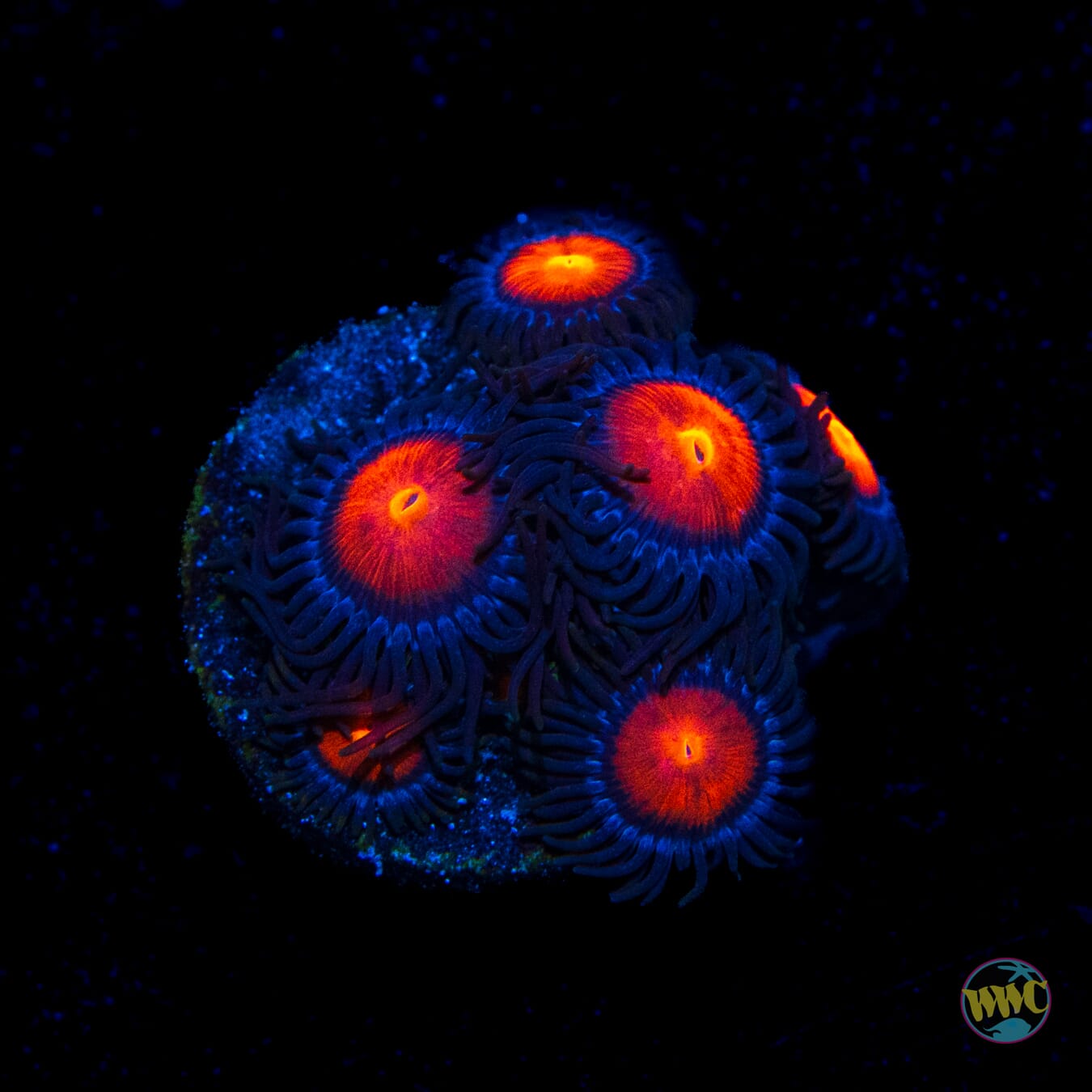 WWC Burning Mans Zoanthids