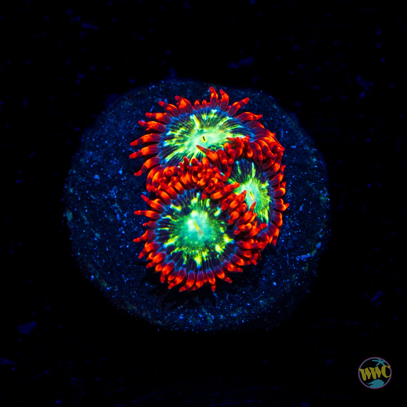 WWC Astral Shift Zoanthids