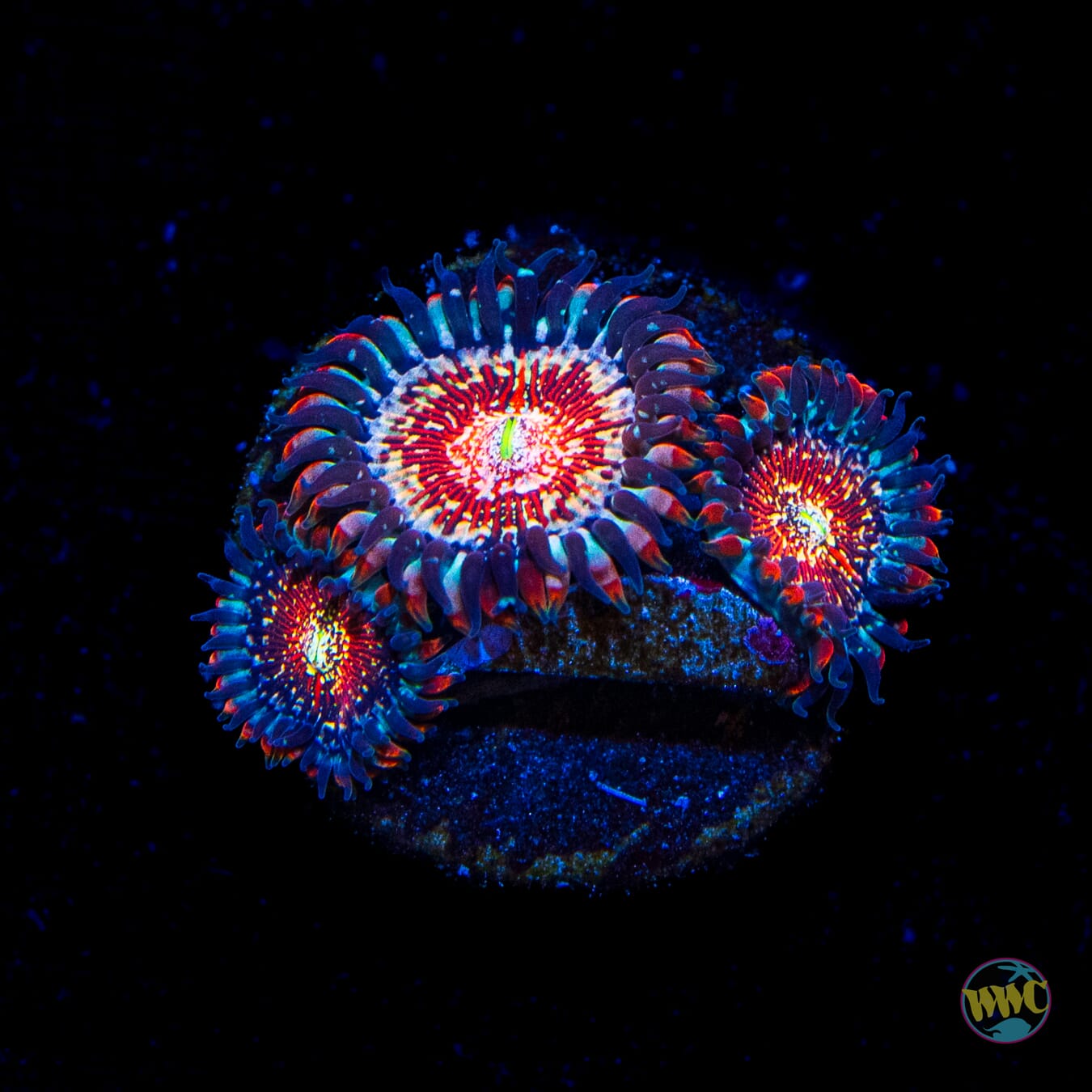 Salted Agave Zoanthids