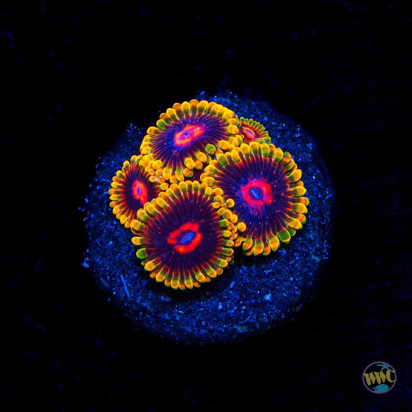 Mind Trick Zoanthids