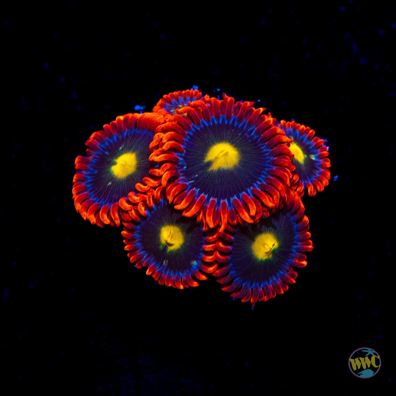 WWC Mandarin Monster Zoanthids