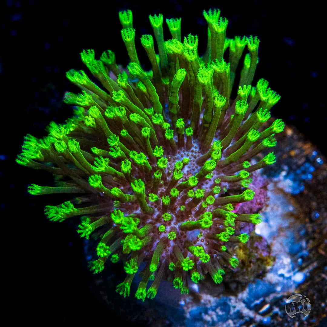 WWC Neon Polyp Toadstool Leather