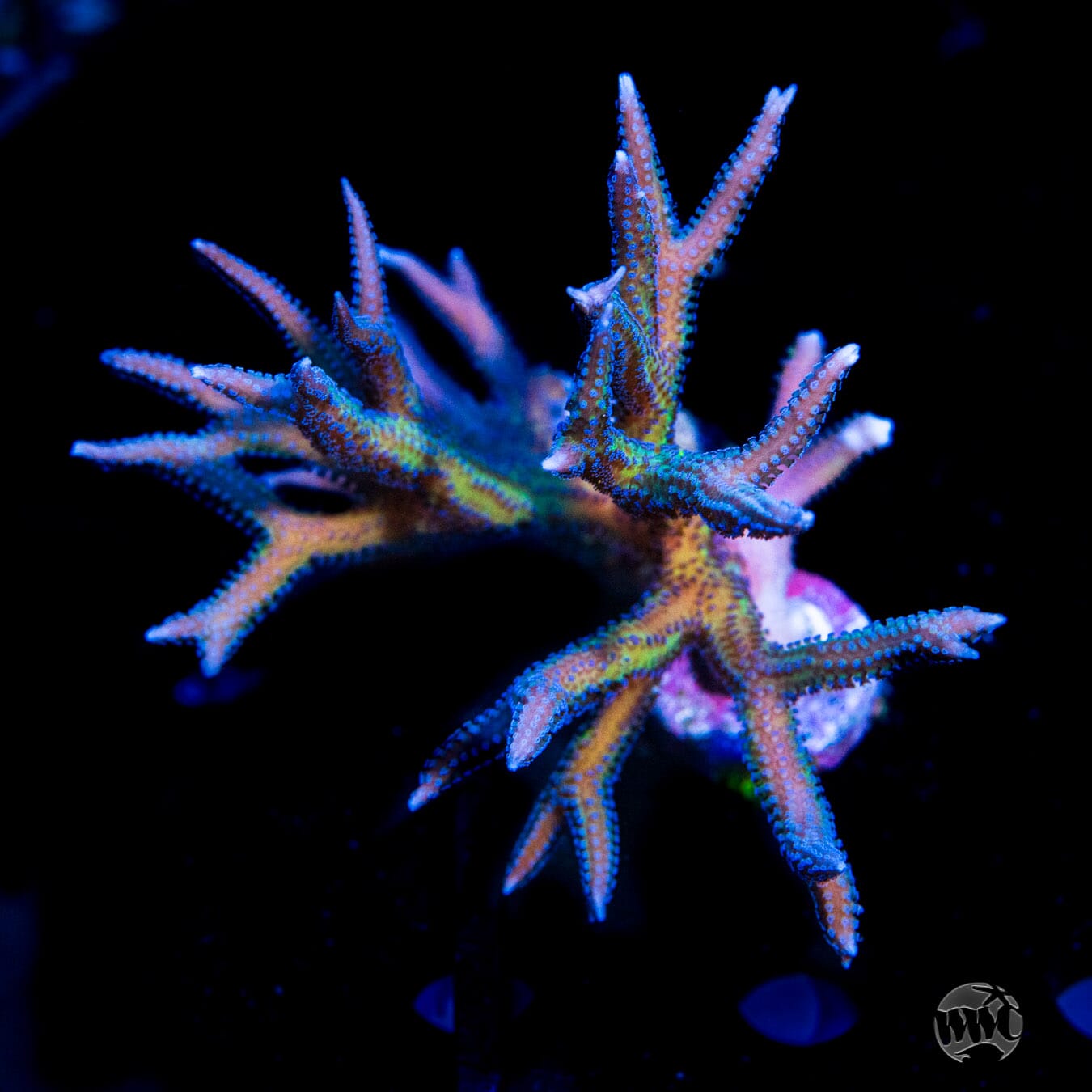 WWC Blue Polyp Birdsnest - Daylight Photo
