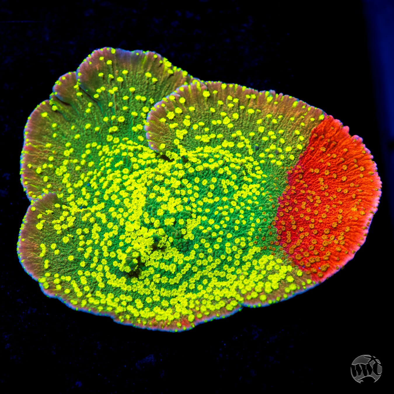 WWC Sunfire Grafted Cap Montipora