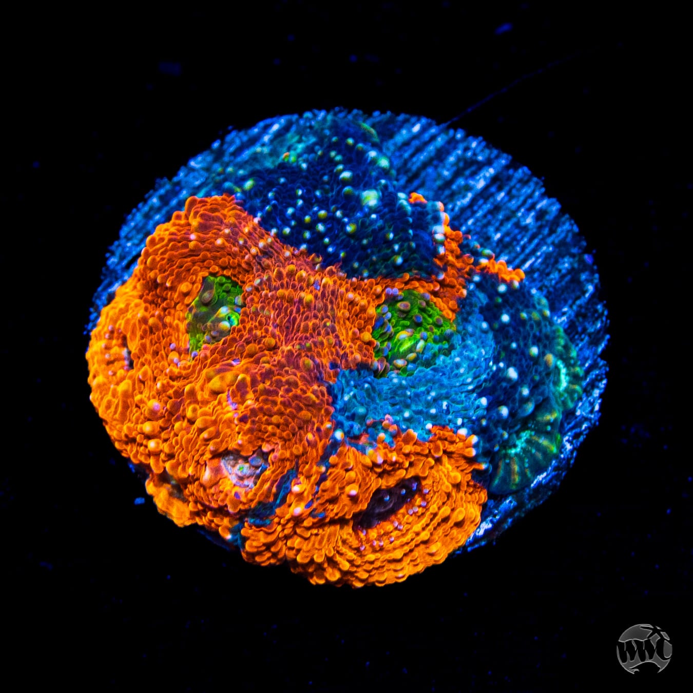 WWC Agent Orange Echinata