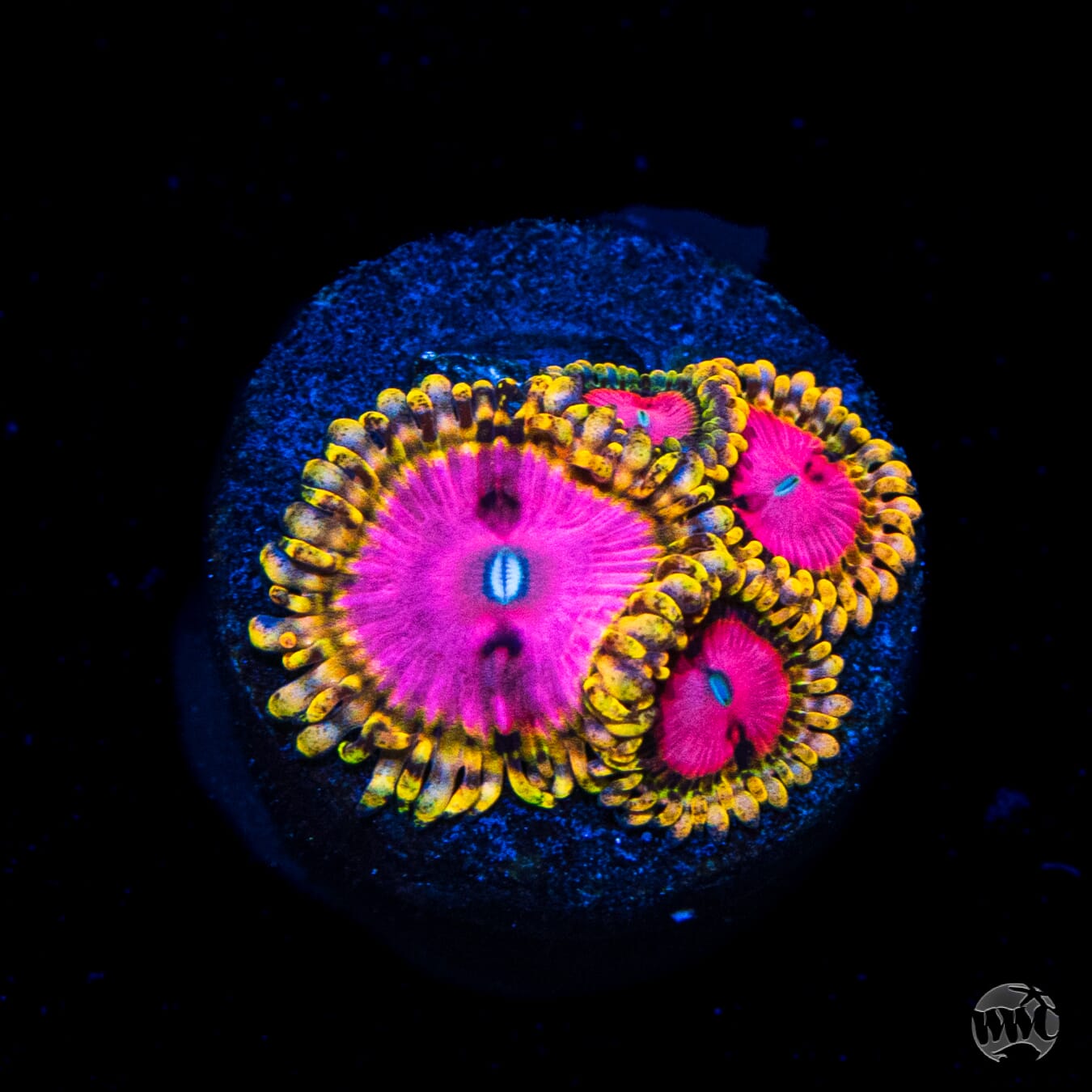 RR PInk Diamond Zoanthids