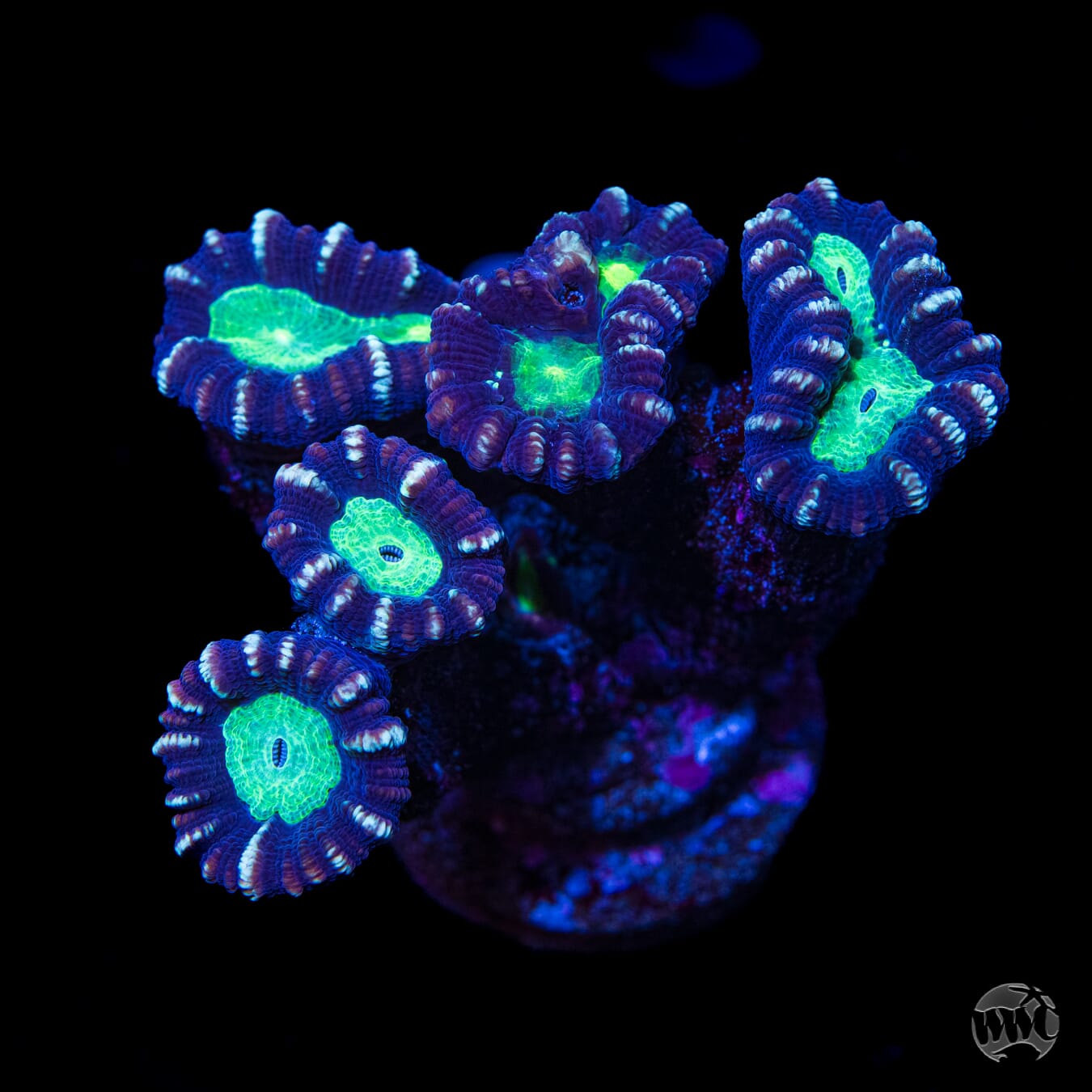Alien Eye Candy Cane Coral