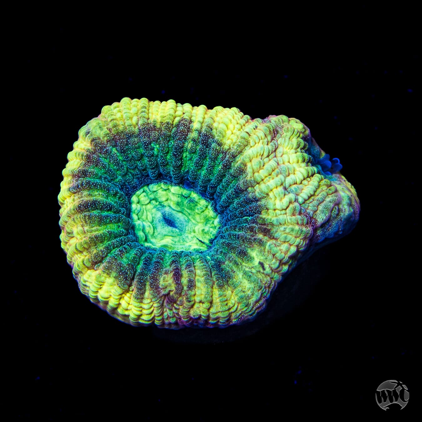 Screaming Banshee Goniastrea