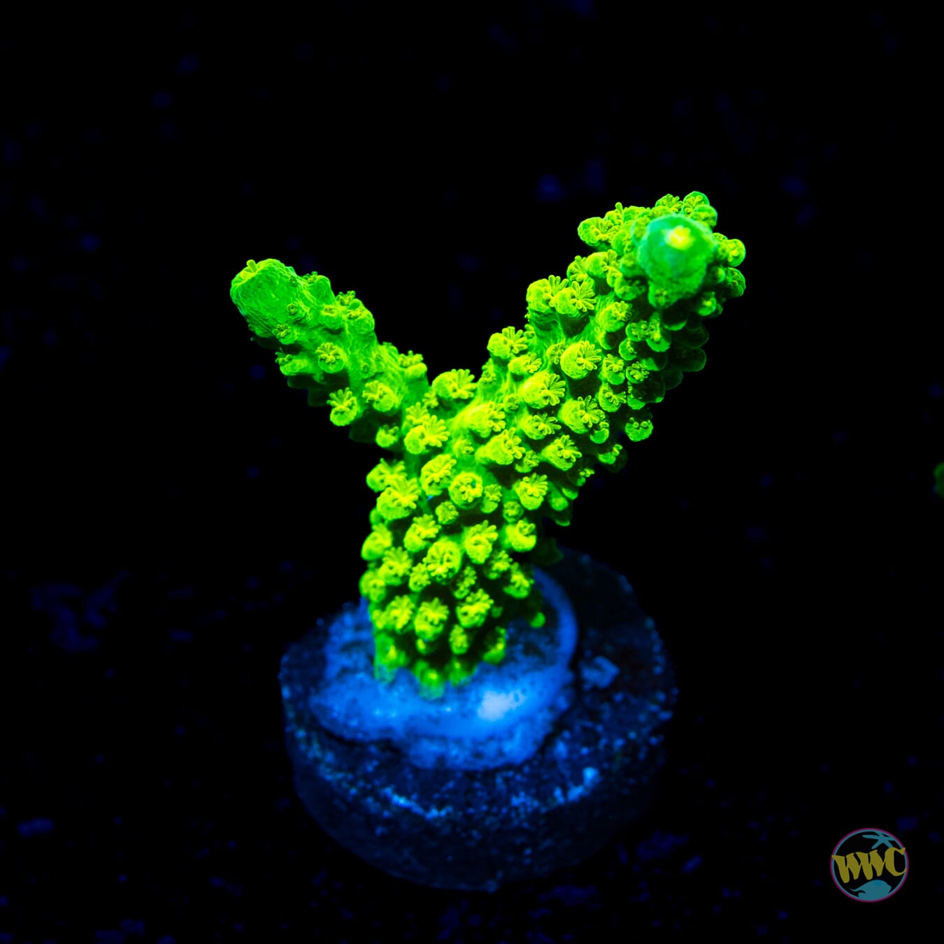 Green Slimer Acropora