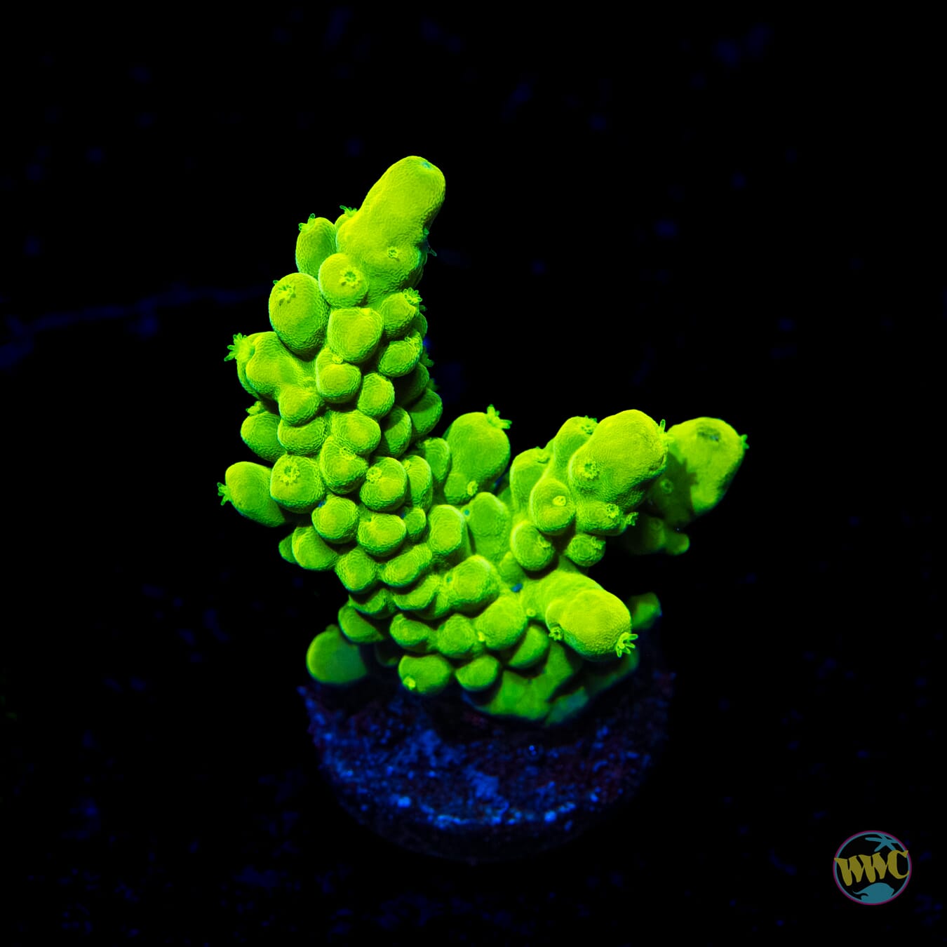 WWC Yellow Austera Acropora