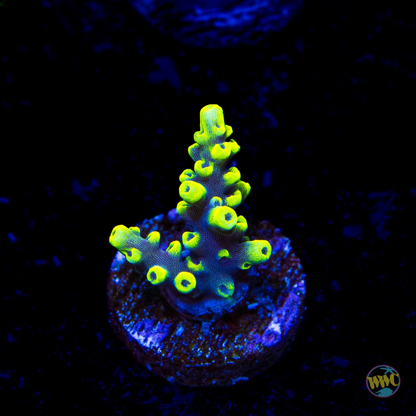 WWC Kobe Bean Acropora