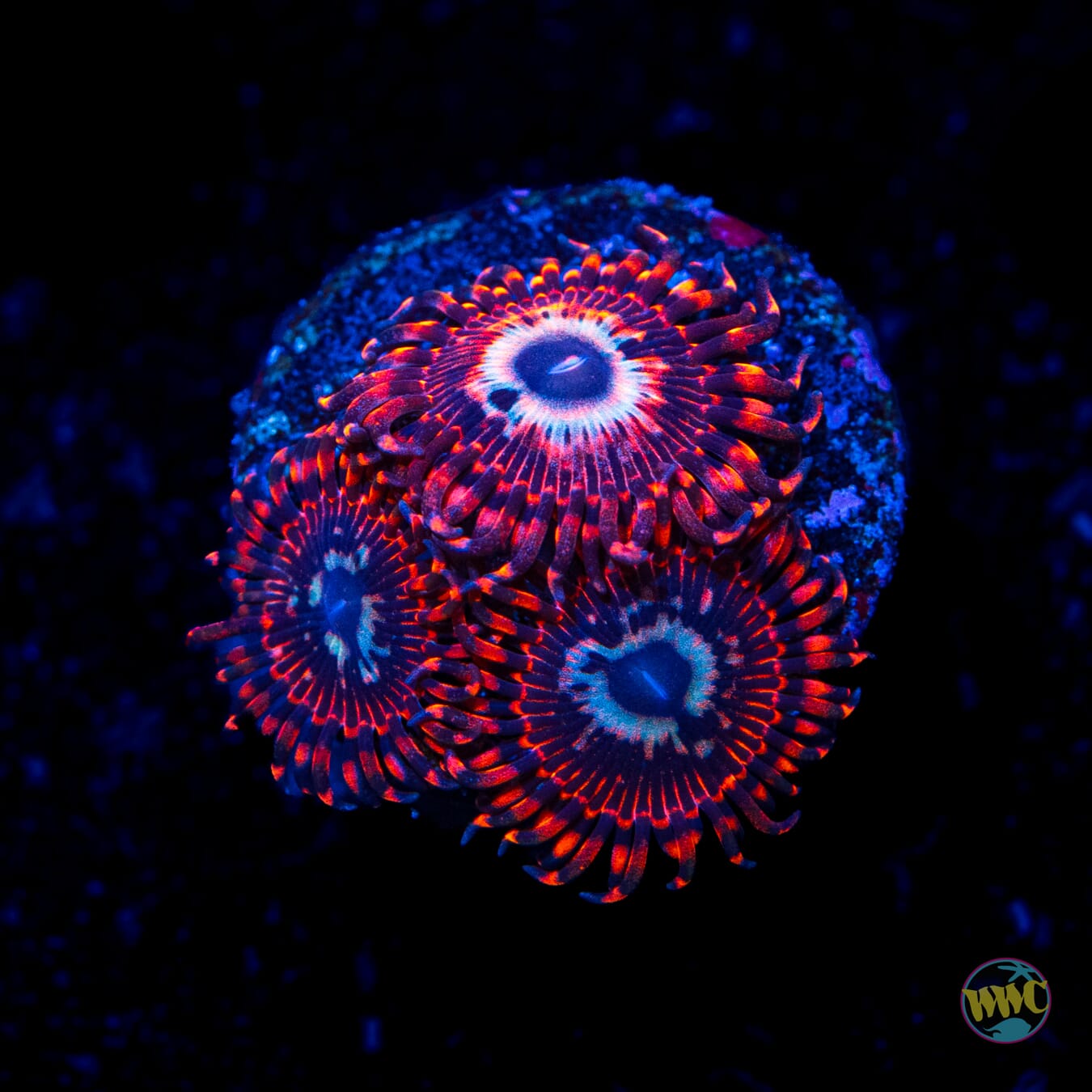 Utter Peace Zoanthids