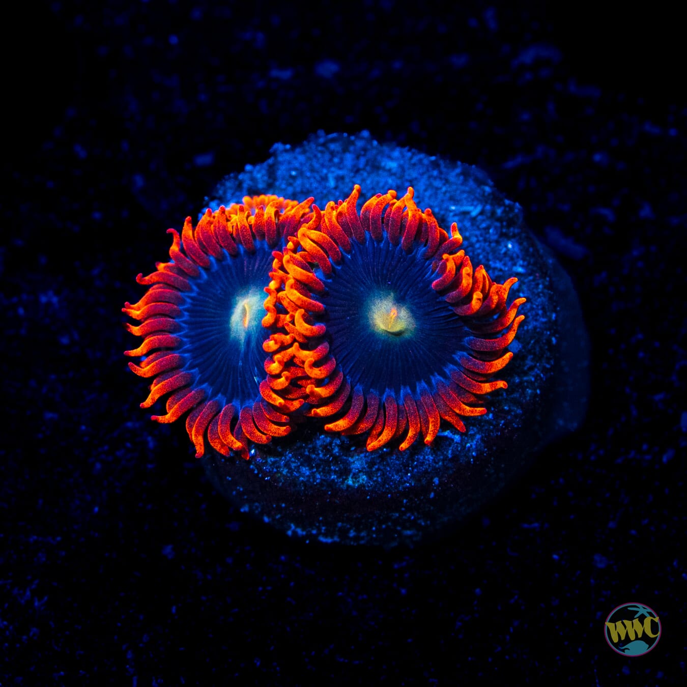 WWC Mandarin Monster Zoanthids