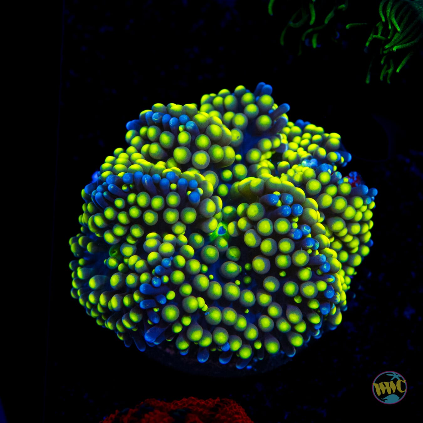 Nuclear Neon Ricordea Mushroom