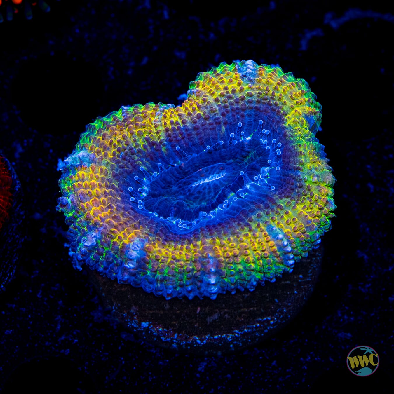 WWC Crazy Cajun Aussie Lord