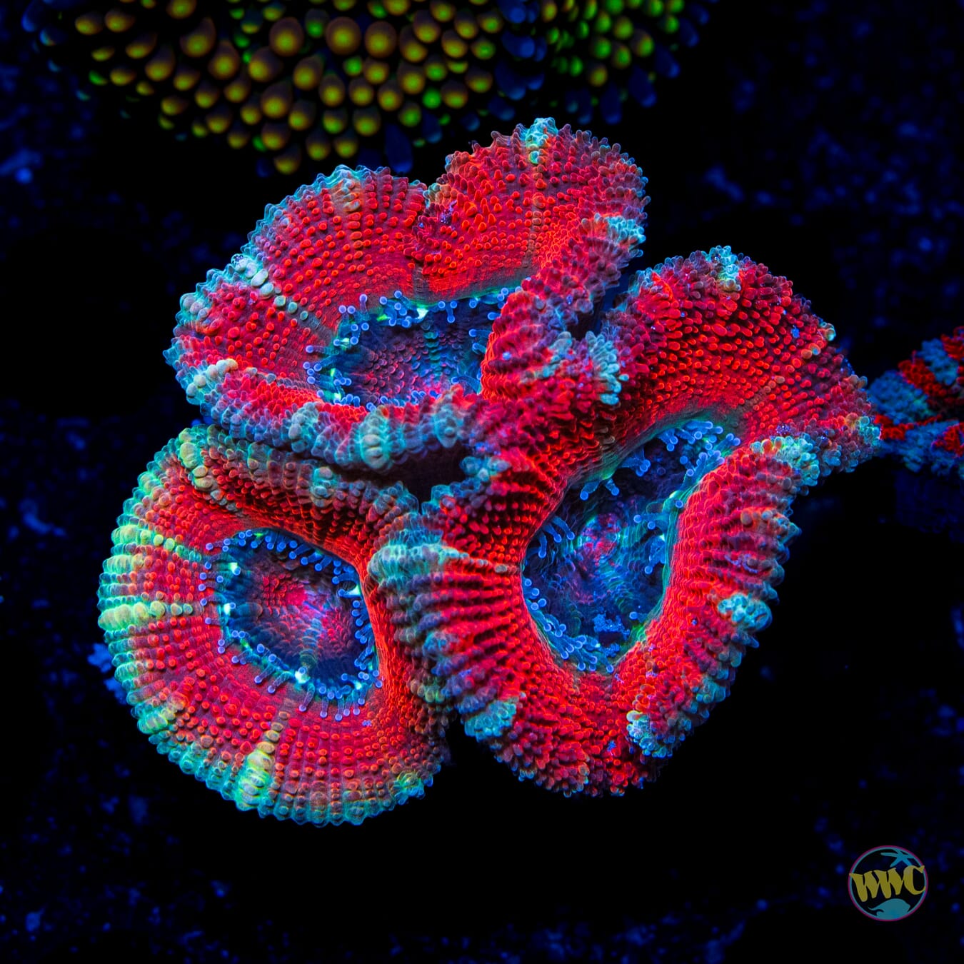 Teal Streaker Aussie Lord